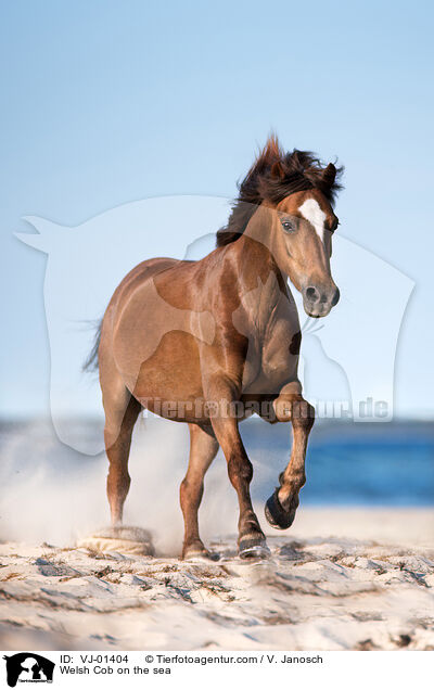 Welsh Cob on the sea / VJ-01404