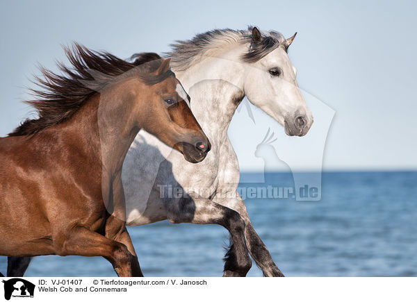 Welsh Cob and Connemara / VJ-01407