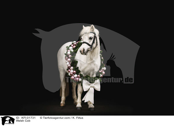 Welsh Cob / KFI-01731