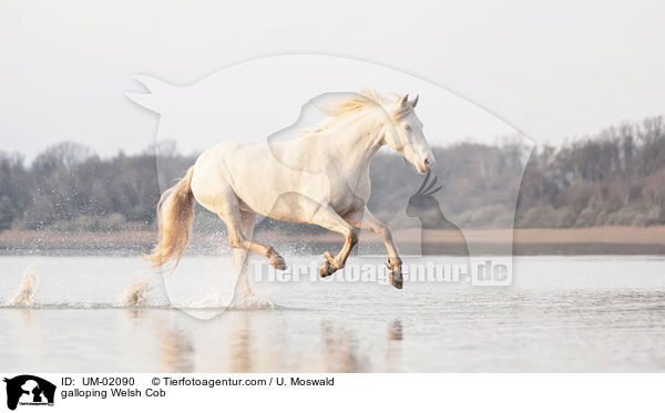 galloping Welsh Cob / UM-02090