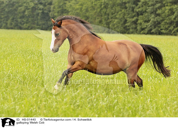 galloping Welsh Cob / HS-01440
