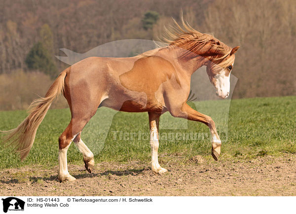trotting Welsh Cob / HS-01443