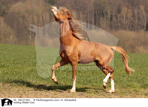 trotting Welsh Cob / HS-01445