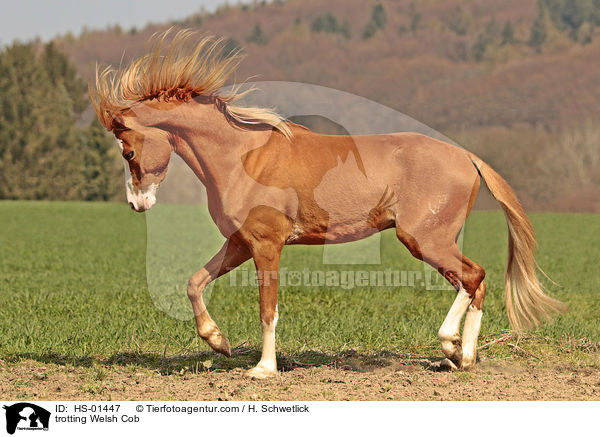 trotting Welsh Cob / HS-01447