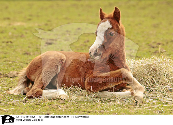 lying Welsh Cob foal / HS-01452