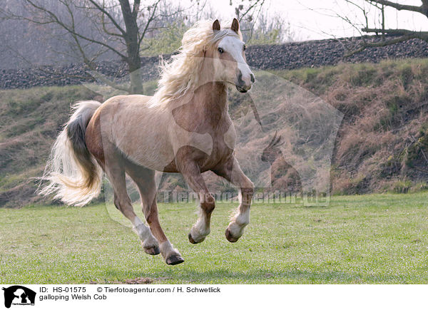galloping Welsh Cob / HS-01575