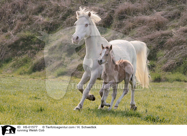 running Welsh Cob / HS-01577