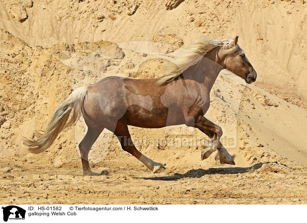 galloping Welsh Cob / HS-01582