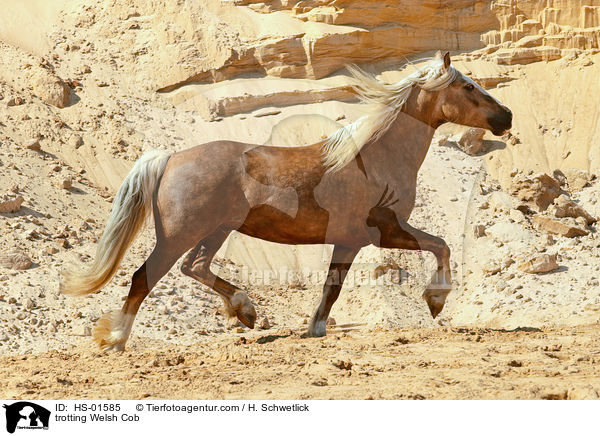trotting Welsh Cob / HS-01585