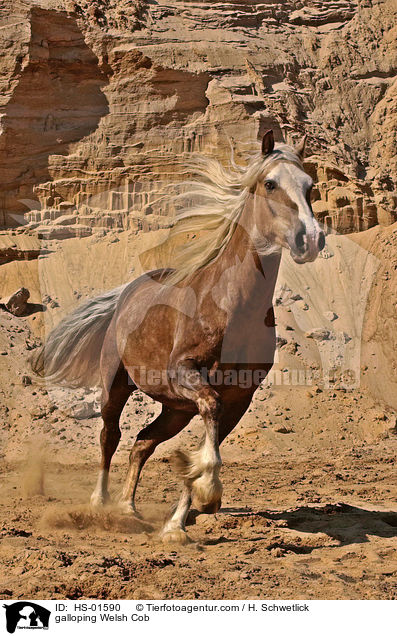 galloping Welsh Cob / HS-01590