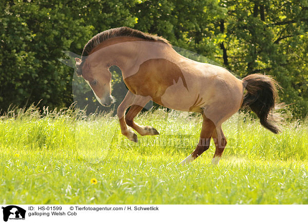 galoppierender Welsh Cob / galloping Welsh Cob / HS-01599