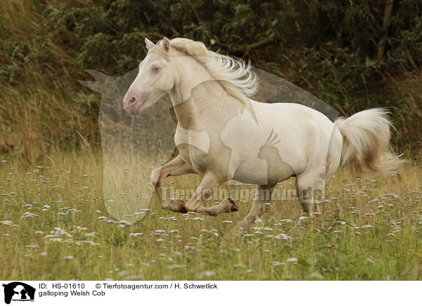 galloping Welsh Cob / HS-01610