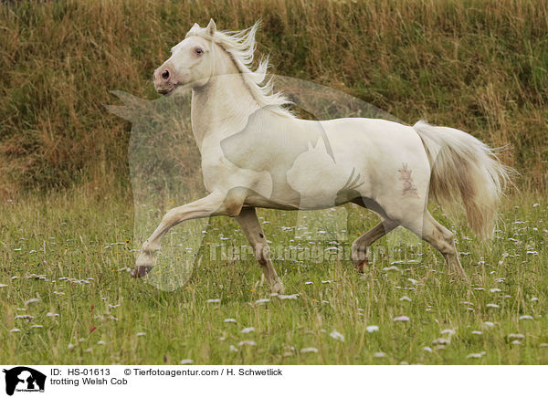 trotting Welsh Cob / HS-01613