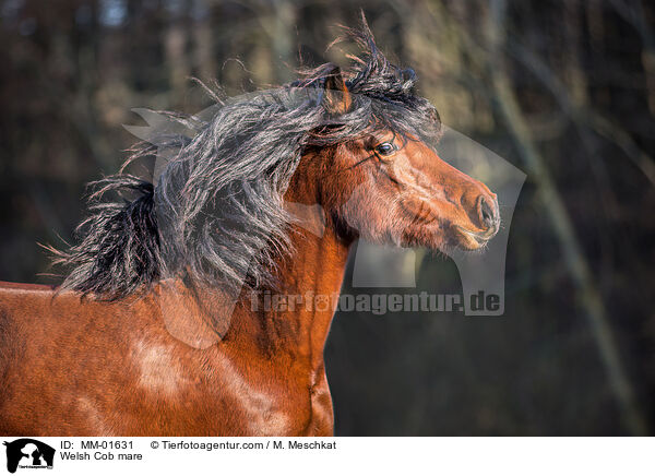 Welsh Cob mare / MM-01631