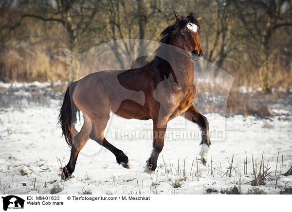 Welsh Cob mare / MM-01633