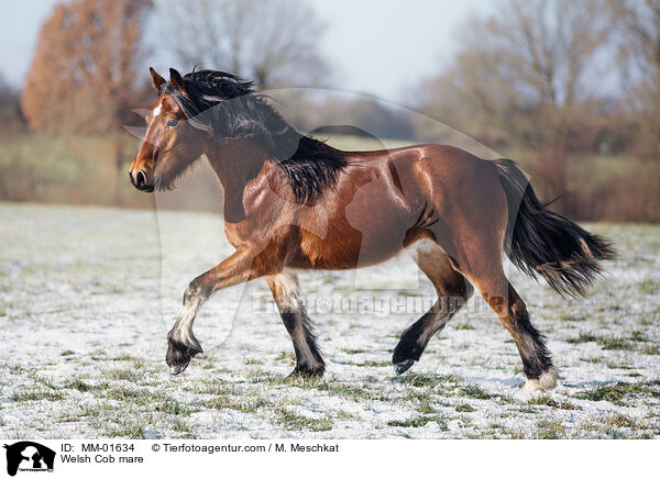 Welsh Cob mare / MM-01634