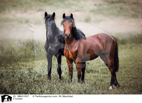 2 horses / MM-01637