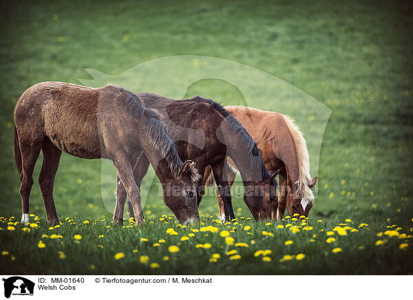 Welsh Cobs / MM-01640