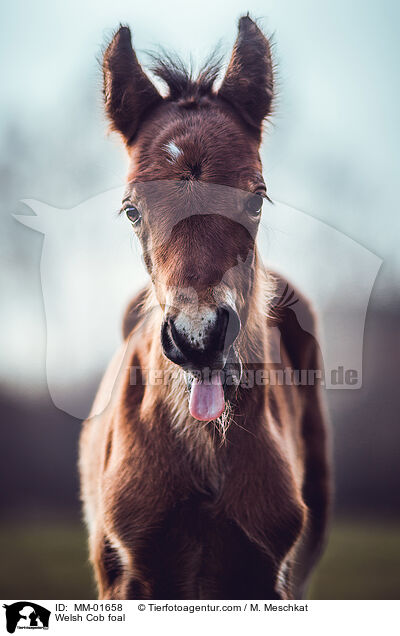 Welsh Cob foal / MM-01658