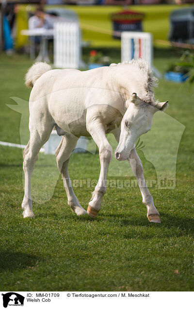 Welsh Cob / MM-01709