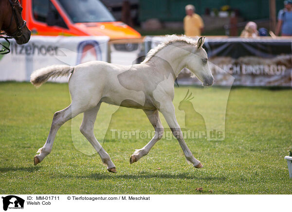 Welsh Cob / MM-01711