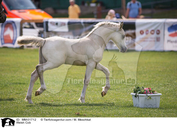 Welsh Cob / MM-01712