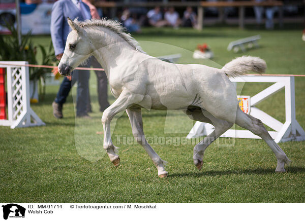 Welsh Cob / MM-01714