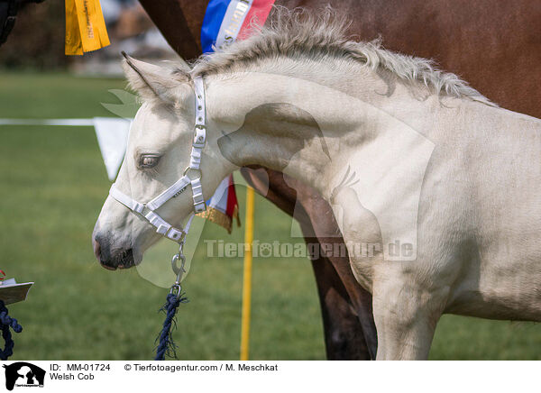 Welsh Cob / MM-01724