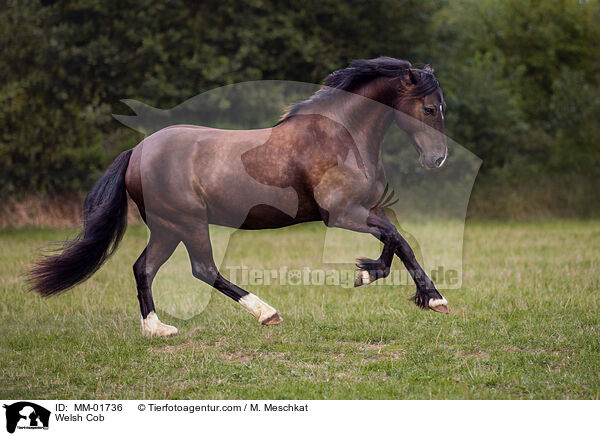 Welsh Cob / MM-01736