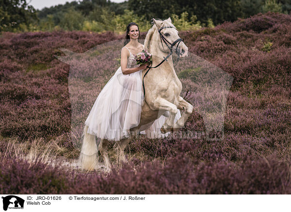 Welsh Cob / Welsh Cob / JRO-01626
