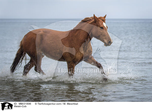 Welsh-Cob / MM-01896