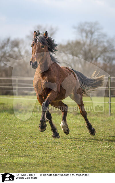 Welsh-Cob mare / MM-01897