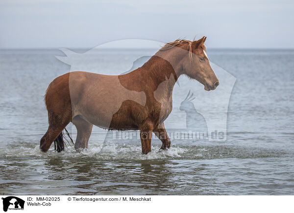 Welsh-Cob / MM-02025