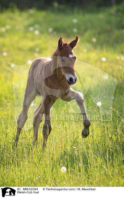 Welsh-Cob foal / MM-02084