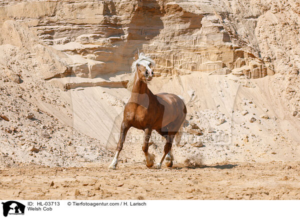 Welsh Cob / HL-03713