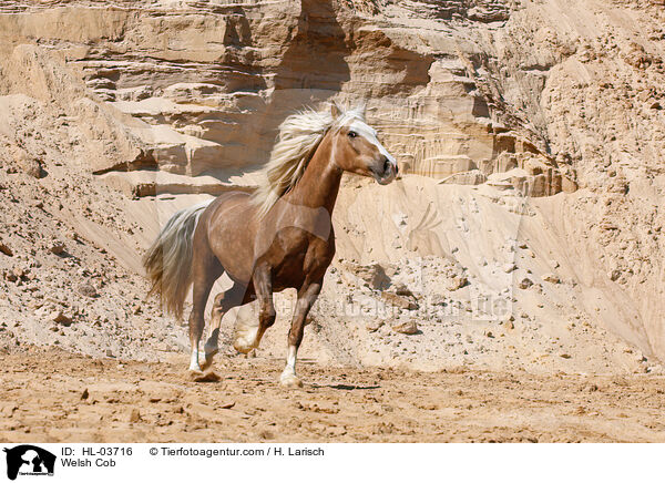 Welsh Cob / HL-03716
