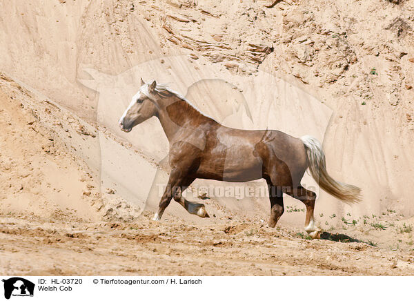 Welsh Cob / Welsh Cob / HL-03720