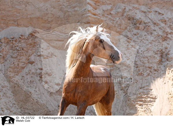 Welsh Cob / HL-03722
