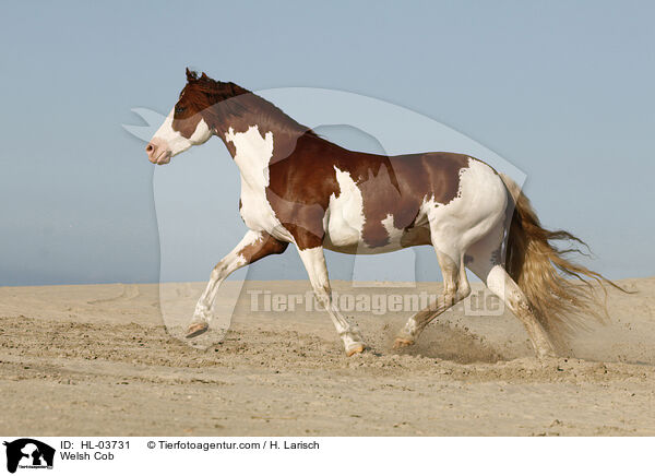 Welsh Cob / HL-03731