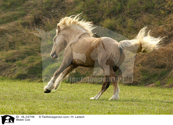 Welsh Cob / HL-03746