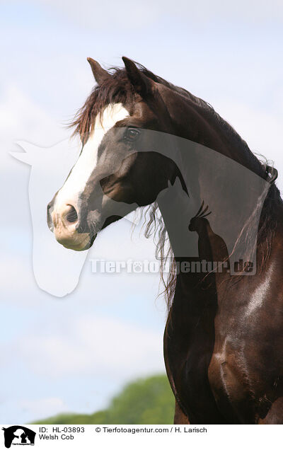 Welsh Cob / HL-03893