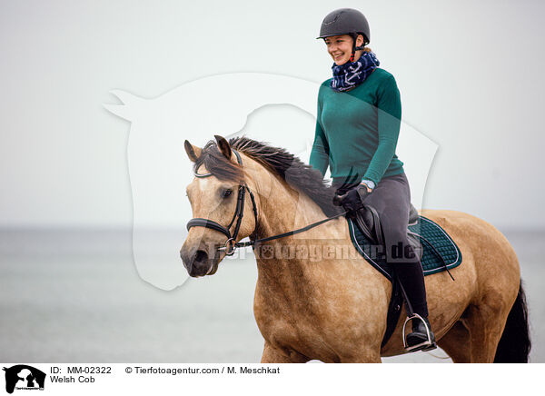 Welsh Cob / Welsh Cob / MM-02322
