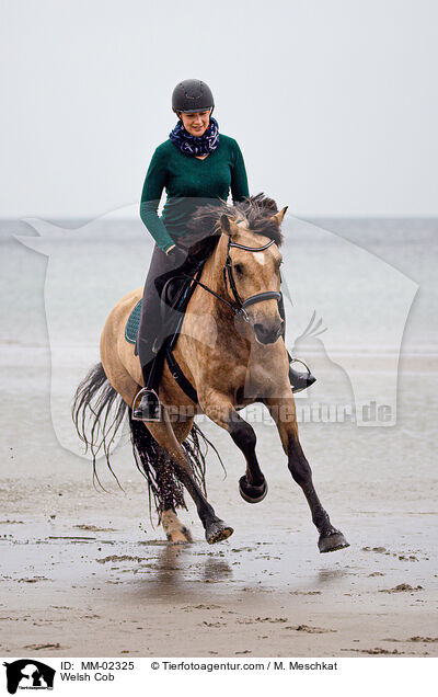 Welsh Cob / Welsh Cob / MM-02325