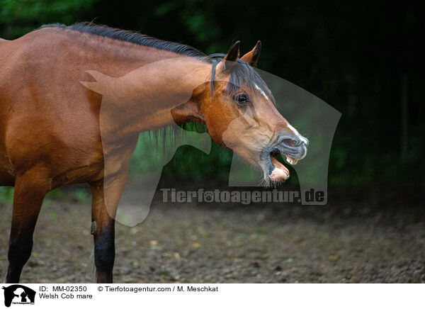 Welsh Cob mare / MM-02350