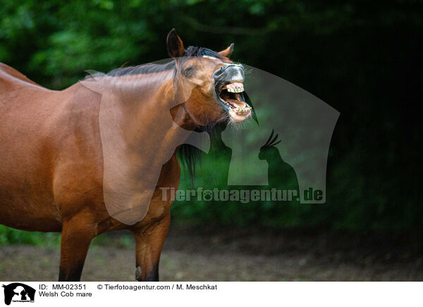 Welsh Cob mare / MM-02351