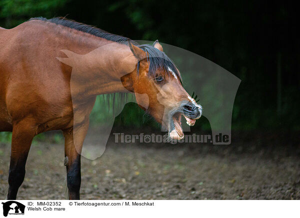 Welsh Cob mare / MM-02352