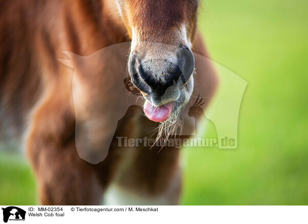 Welsh Cob foal / MM-02354