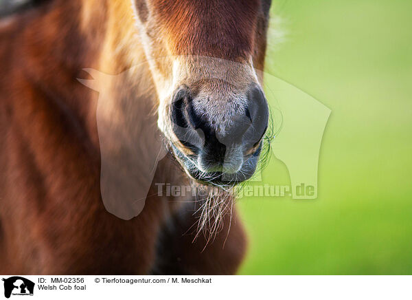Welsh Cob foal / MM-02356
