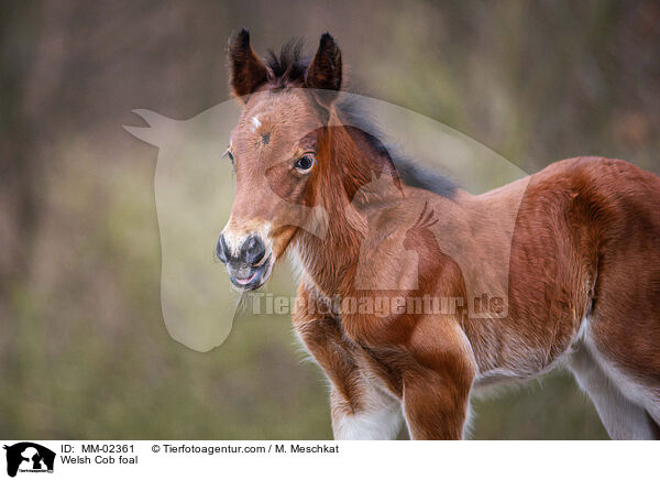 Welsh Cob foal / MM-02361