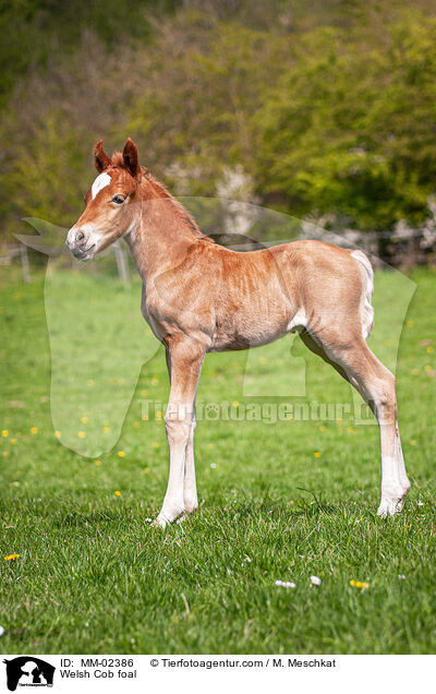 Welsh Cob foal / MM-02386